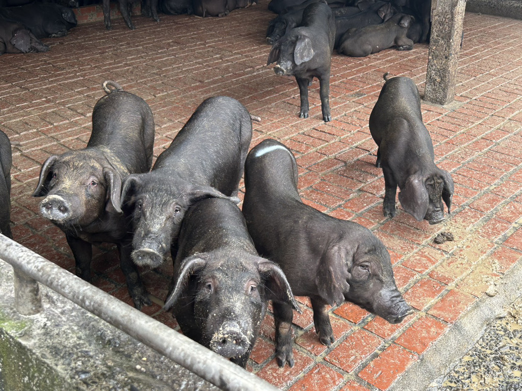 非洲豬瘟防疫進入關鍵期！ 全國加強高風險區域清零