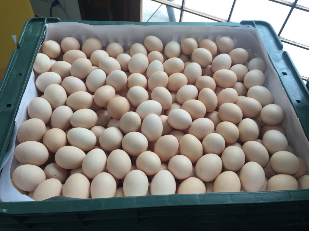 市售雞蛋驗出農藥殘留!彰化急令鮮健蛋品下架