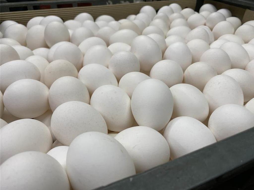 芬普尼禁用8年 污染蛋哪來的 專家直指3可能