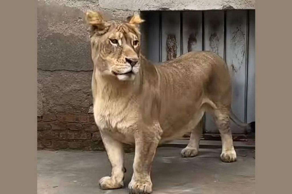 天生腿短遭排擠!陸動物園「柯基獅」可愛爆紅