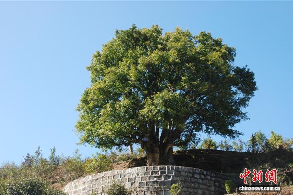 1噸茶換10噸鋼!雲南臨滄改寫世界茶史 年產值上看千億