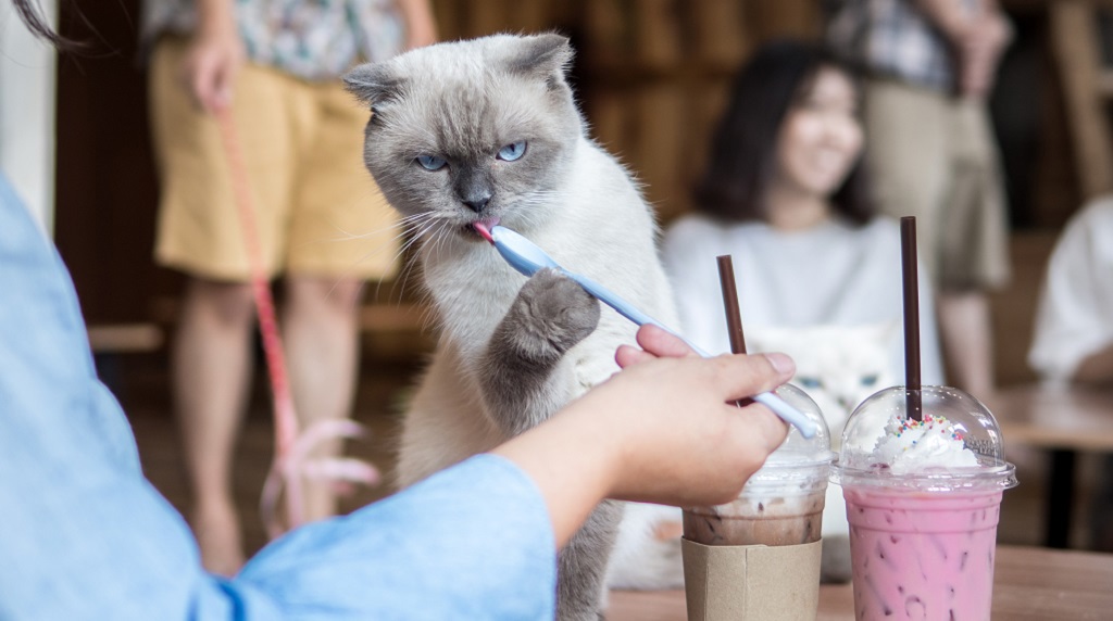 擼貓能養身？醫學證實動物療法能調整自律神經、改善血液循環