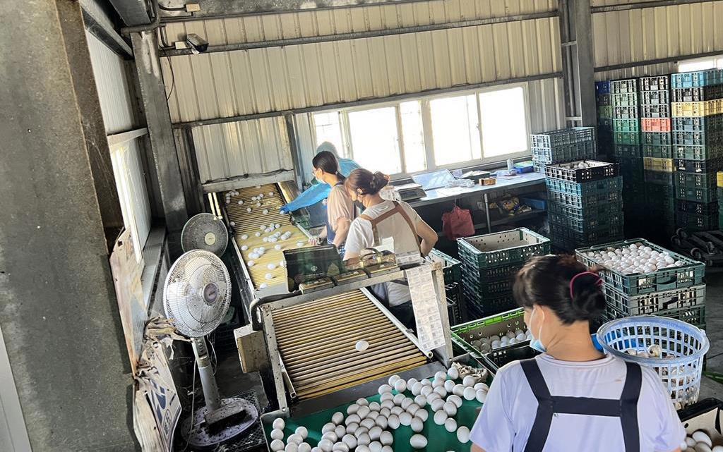 又見芬普尼蛋!文雅畜牧場遭列管 竟流出3萬顆毒蛋