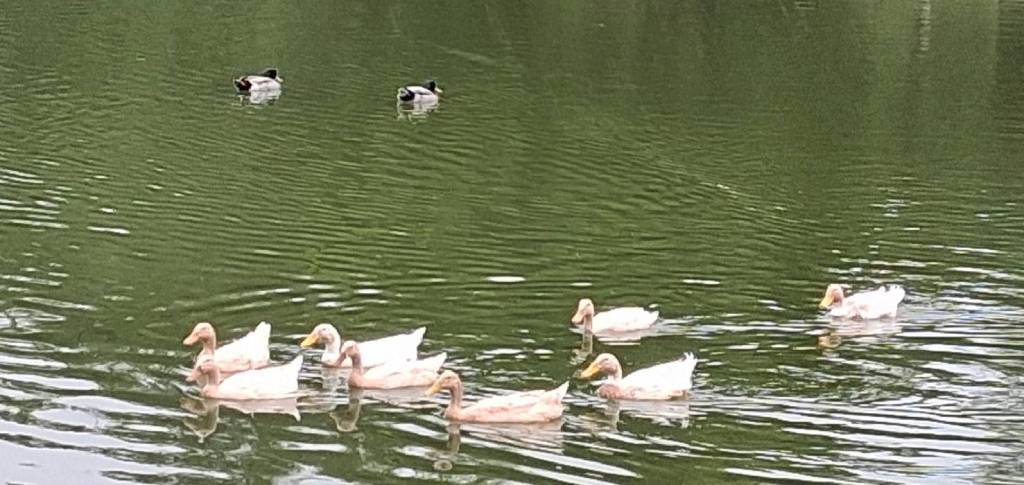 走進桃園綠色秘境 八德埤塘園區揭開鬼稻復育與濕地生態之美