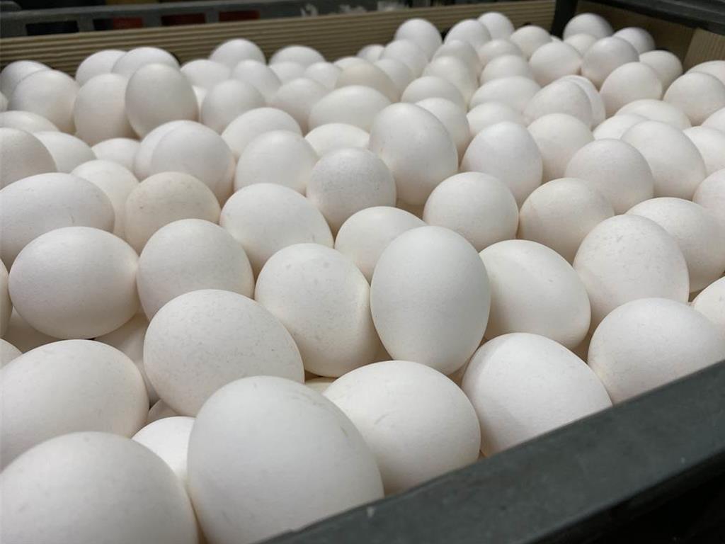 彰化萬顆毒蛋流入新北！4千多顆恐已「全吃下肚」