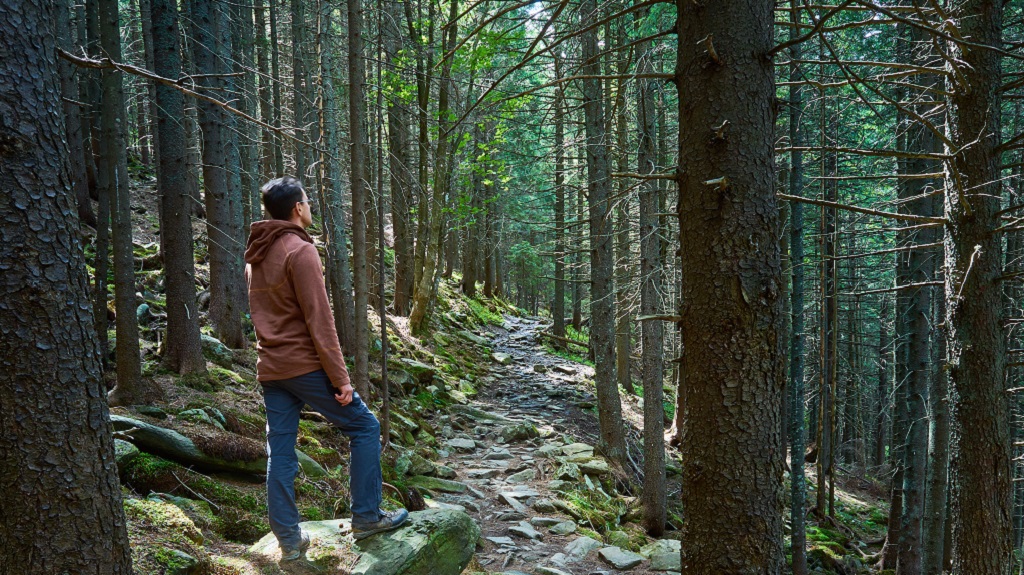 聞一口松香,免疫細胞變多了?科學重新解讀森林浴的力量