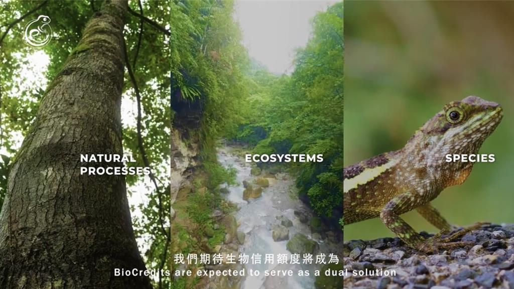 元杉森林花蓮壽豐淺山復育 COP30為全球生物多樣性信用額度奠基
