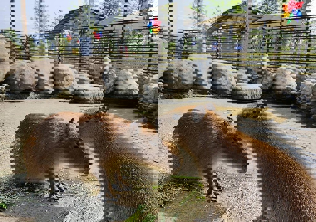 宜蘭4.9顆星「鹿爺爺農場」要關門了 一票遊客不捨