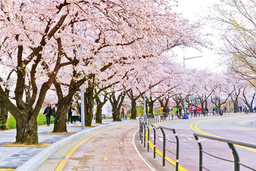 普發一萬帶動旅遊熱潮 五福旅遊韓國行程萬元有找、2026賞櫻早鳥開賣