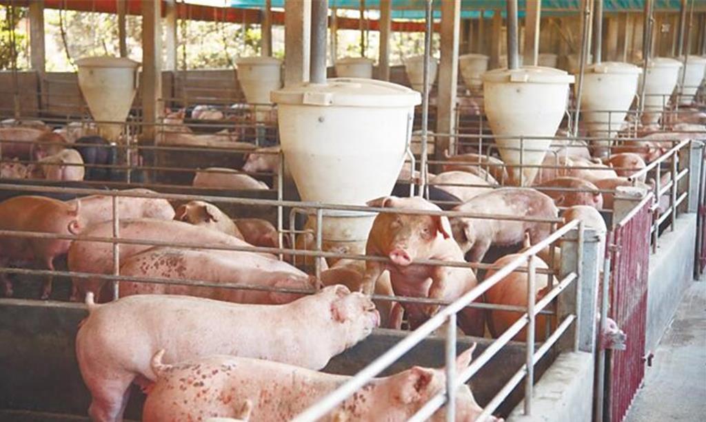 非洲豬瘟教訓 跨部會推動一年內廚餘養豬全面轉型
