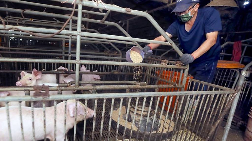 廚餘禁餵豬 政院設一年緩衝