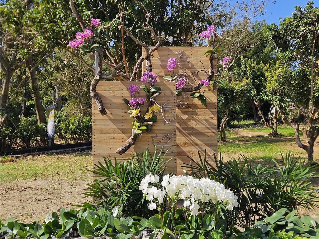 找回漁民的「海上燈塔」 恆春大光社區復育台灣原生種白蝴蝶蘭- 生活- 工商時報