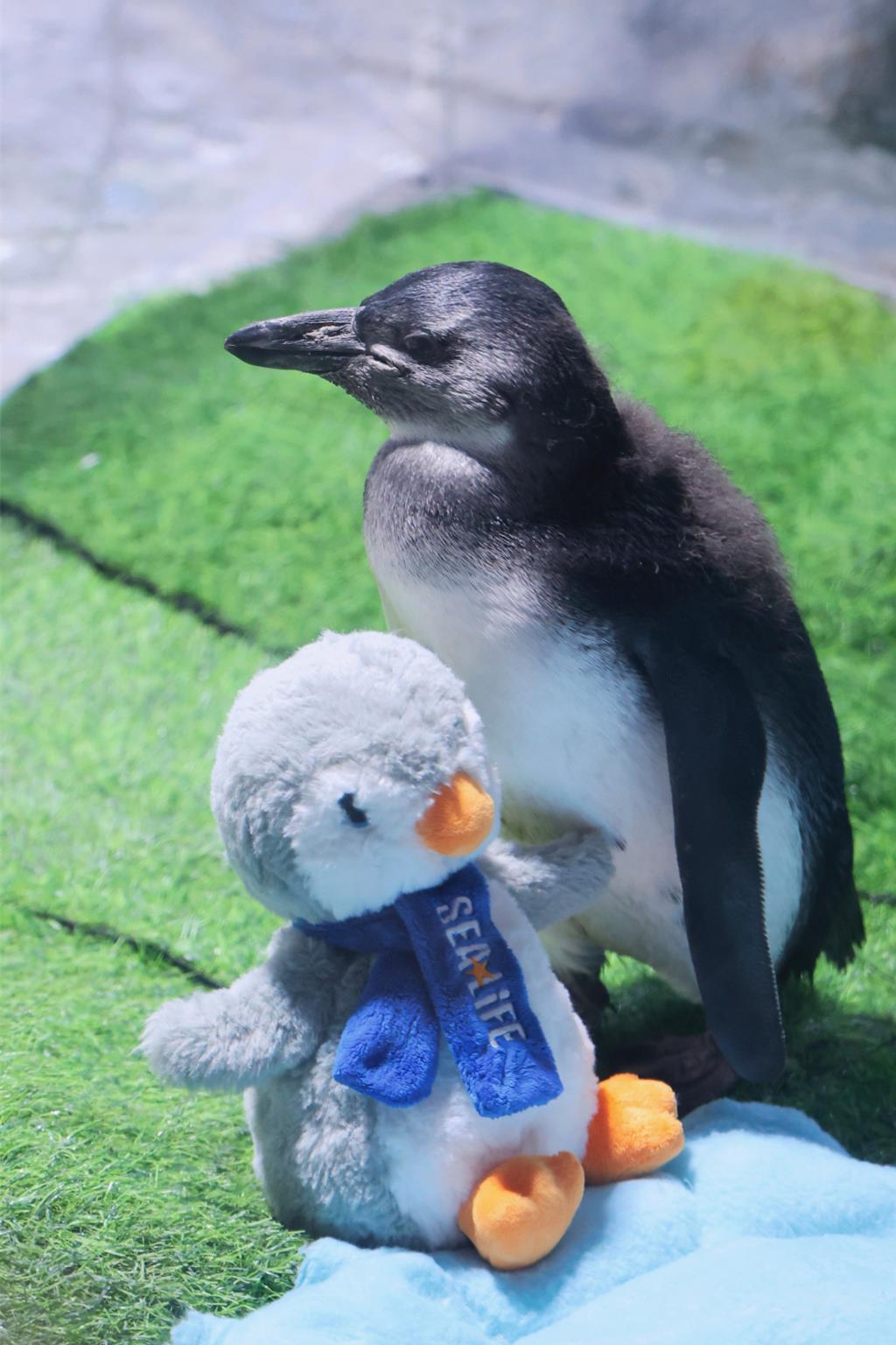 上海成功繁育非洲企鵝 元旦首度亮相 命名「茂茂」