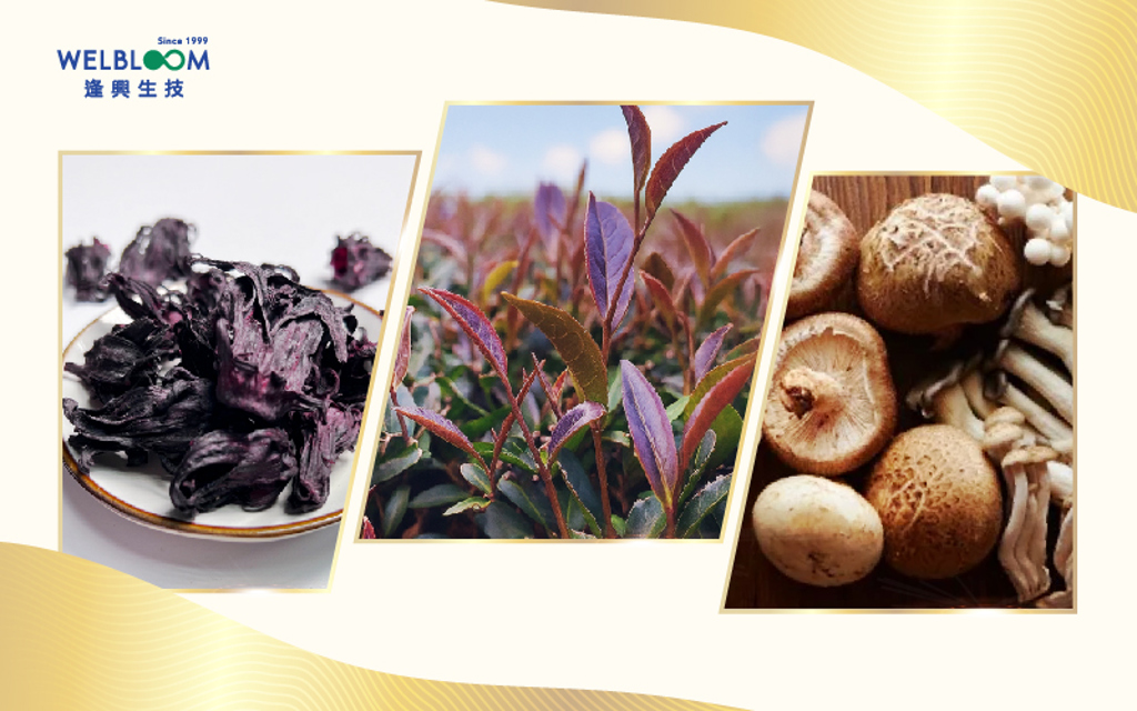 逢興生技深耕台灣原料研發放大在地價值