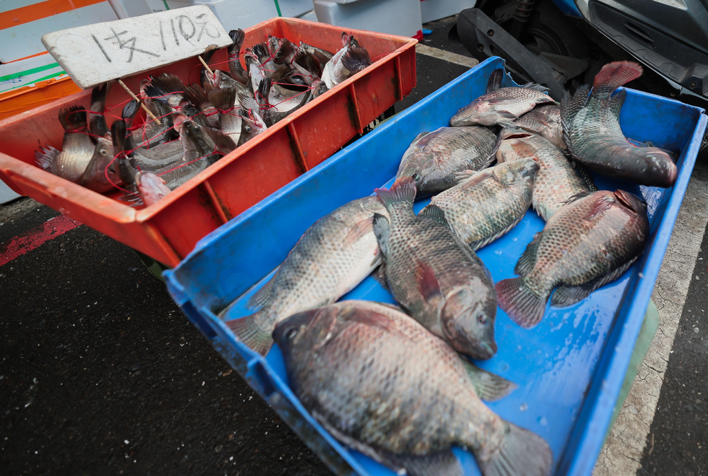 台美關稅15%》台灣鯛協會:關稅敲定後…美國銷量可望成長