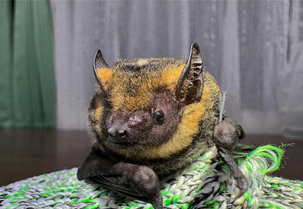 雪霸觀霧首度發現黃頸蝠 累積27種蝙蝠成全台之冠