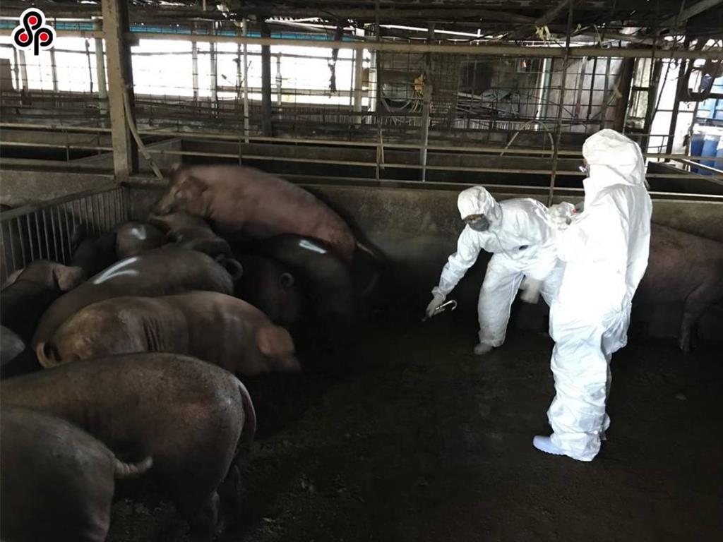 已達成重回非疫區技術條件 台正式向WOAH遞交申請