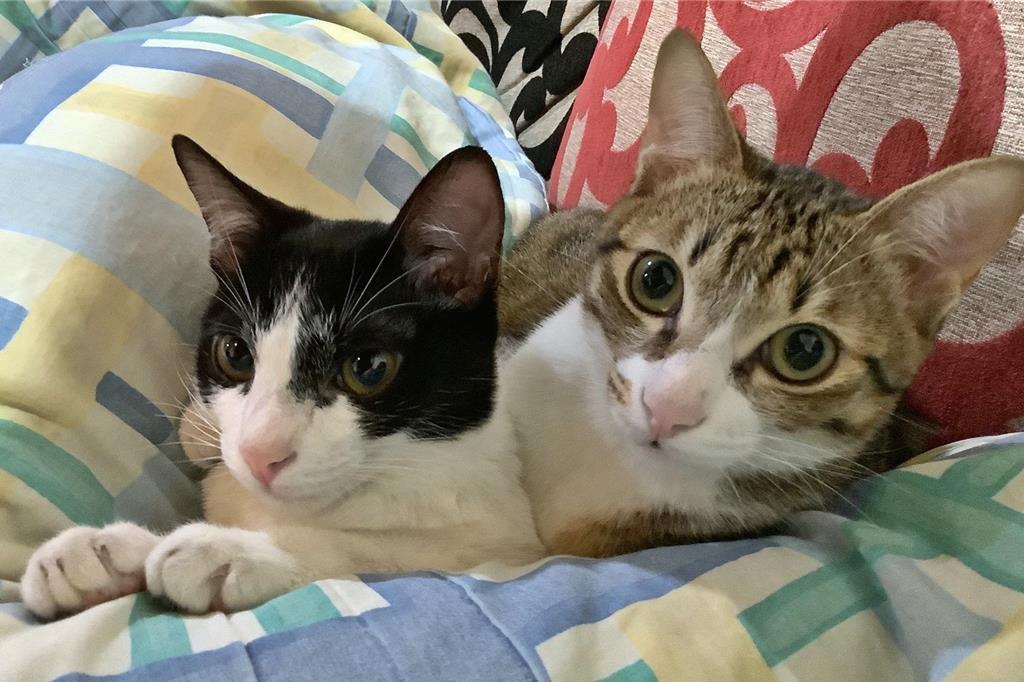 新生兒對半砍、貓咪暴增3倍!台灣家庭大洗牌 「貓經濟」全面崛起