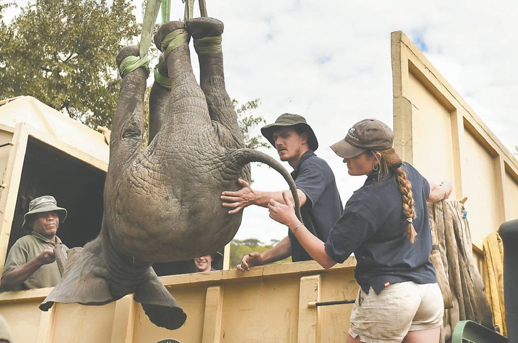 大象保育適得其反