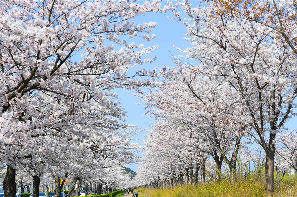韓國中部捎來粉色氣息! 跟著TAIWAN ONLY探索地方城市魅力
