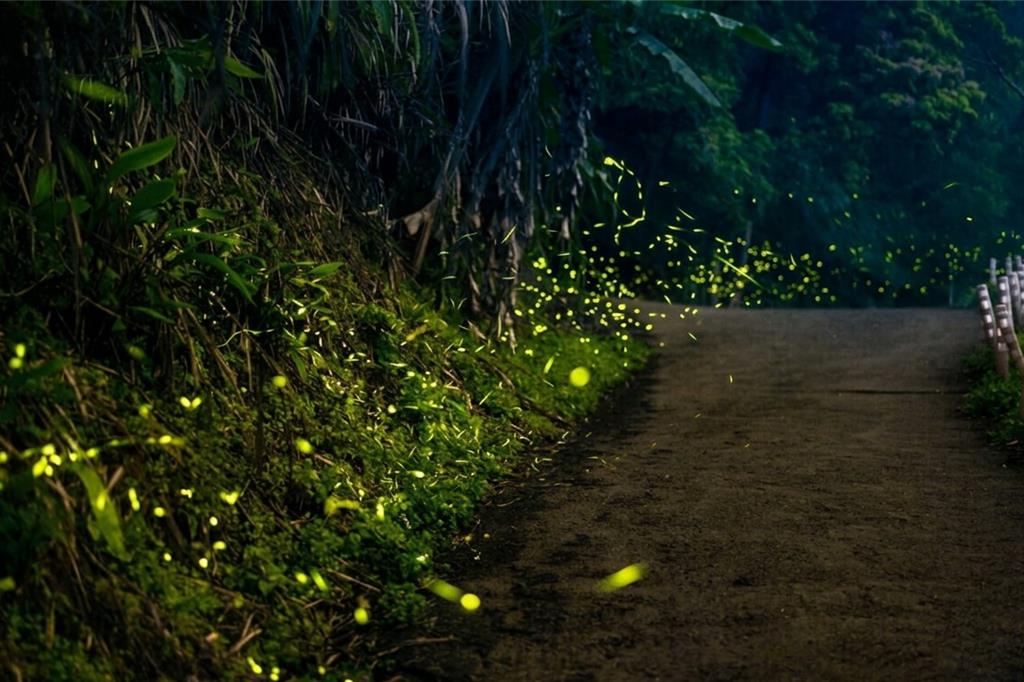 凱撒趣淘漫旅台南攜手Parakito法國帕洛 邀親子到西拉雅國家風景區尋找螢火蟲