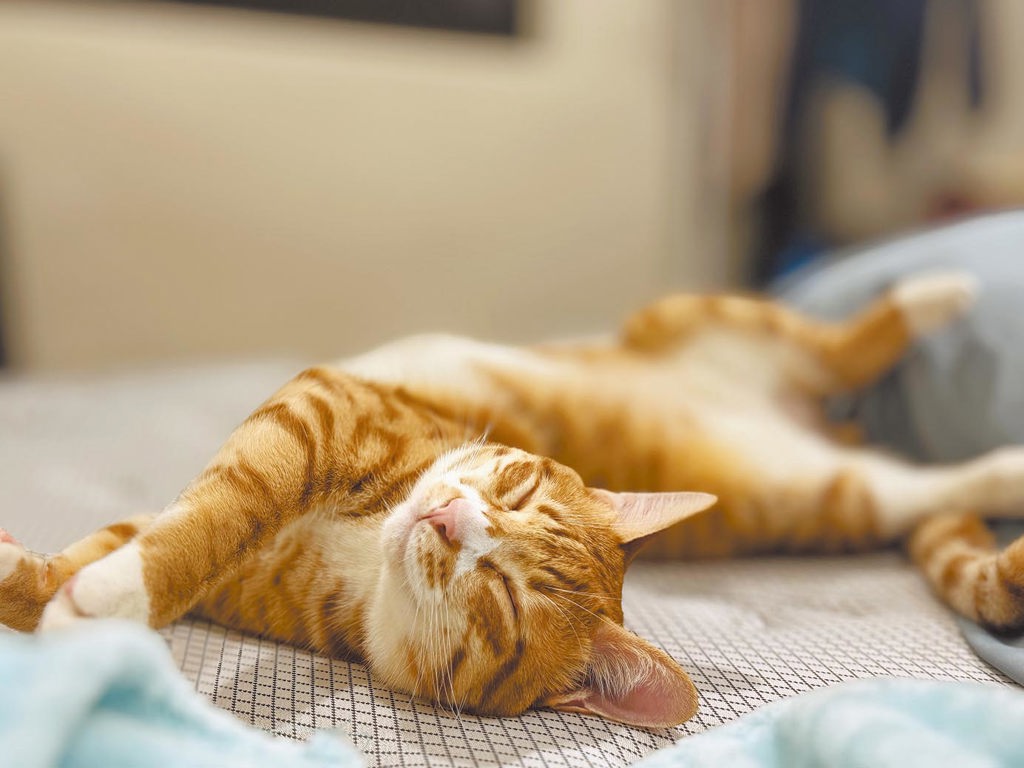 保障毛孩生命權、醫療權…農業部:寵物用藥新制延緩上路