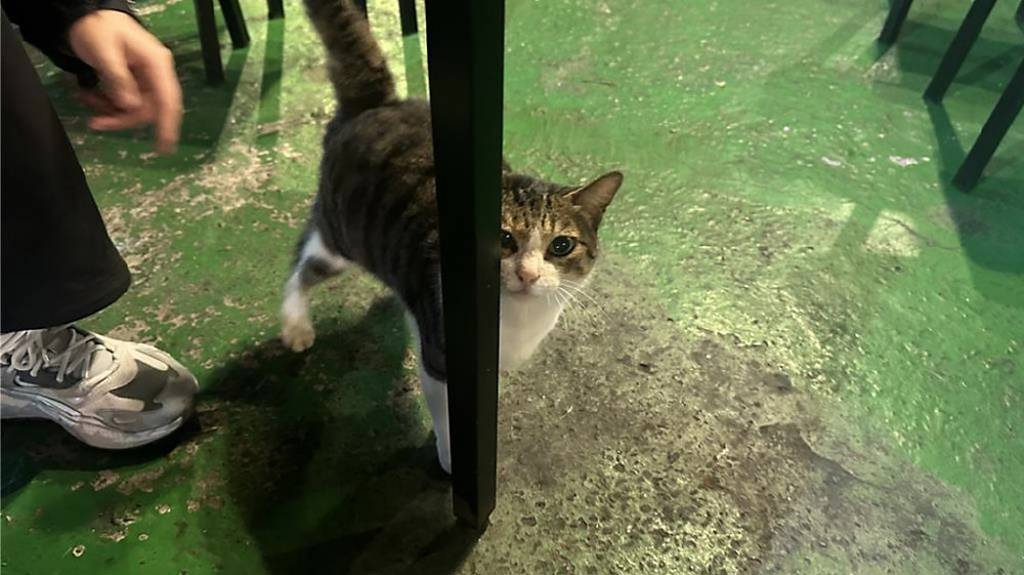 市場調整 寵物險損失率降