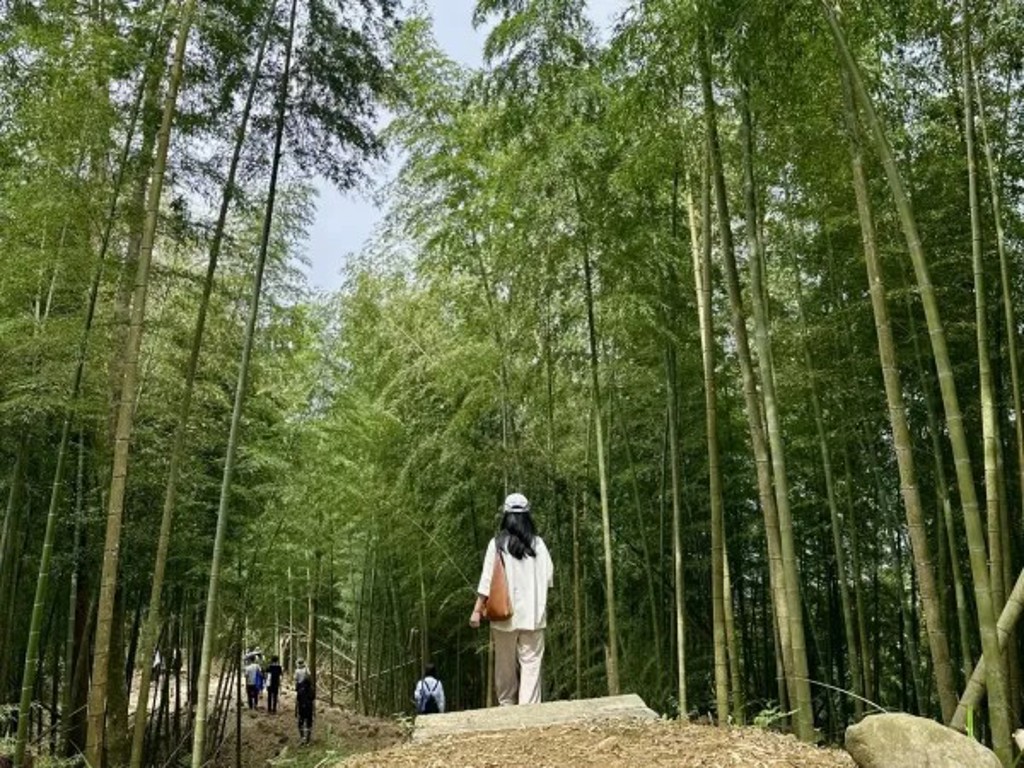 2026臺灣竹博覽會!風起竹林,從林地、森林療癒到竹構藝術的綠色旅程