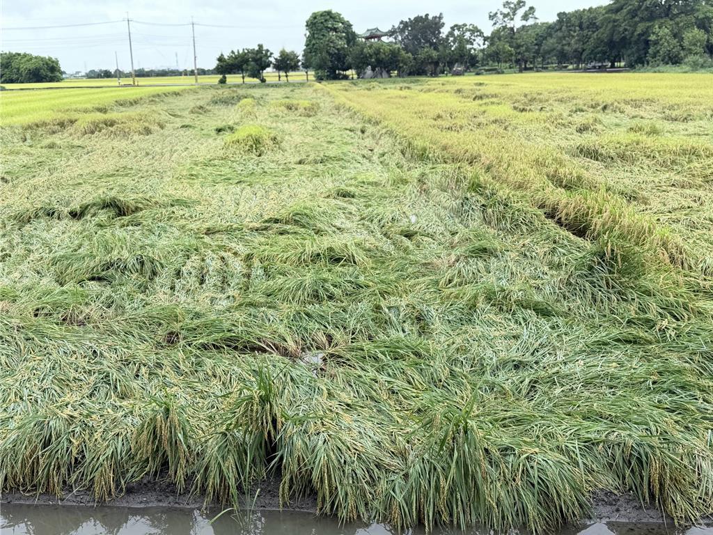 豪雨襲彰化水稻倒伏 農會啟動收購防農損