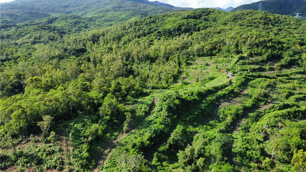 緯創攜永在林業 推動全台首件加強森林經營碳匯專案