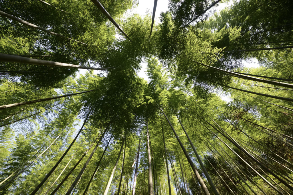 政和打造全竹產業鏈 邁向世界級竹產業品牌